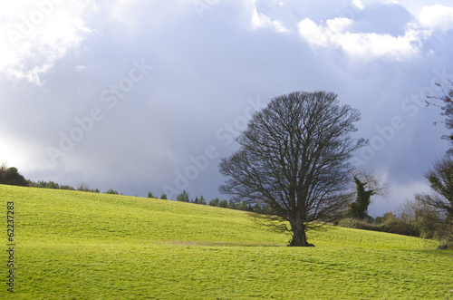 Tree stands alone in sunlit field.