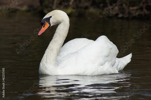 Mute Swan / Cygnus olor