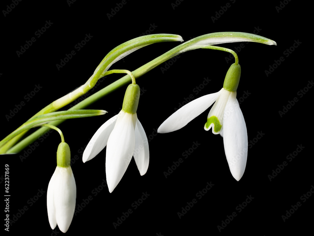 The first snowdrops Galanthus The first snowdrops Galanthus