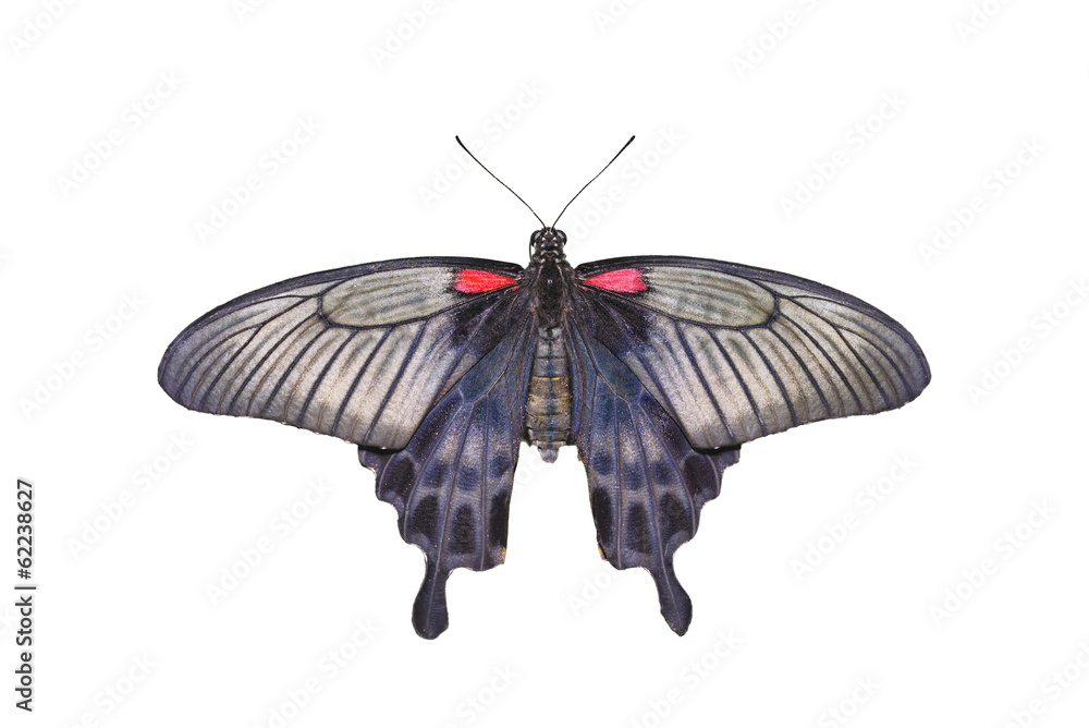 Fototapeta premium Yellow Mormon Butterfly