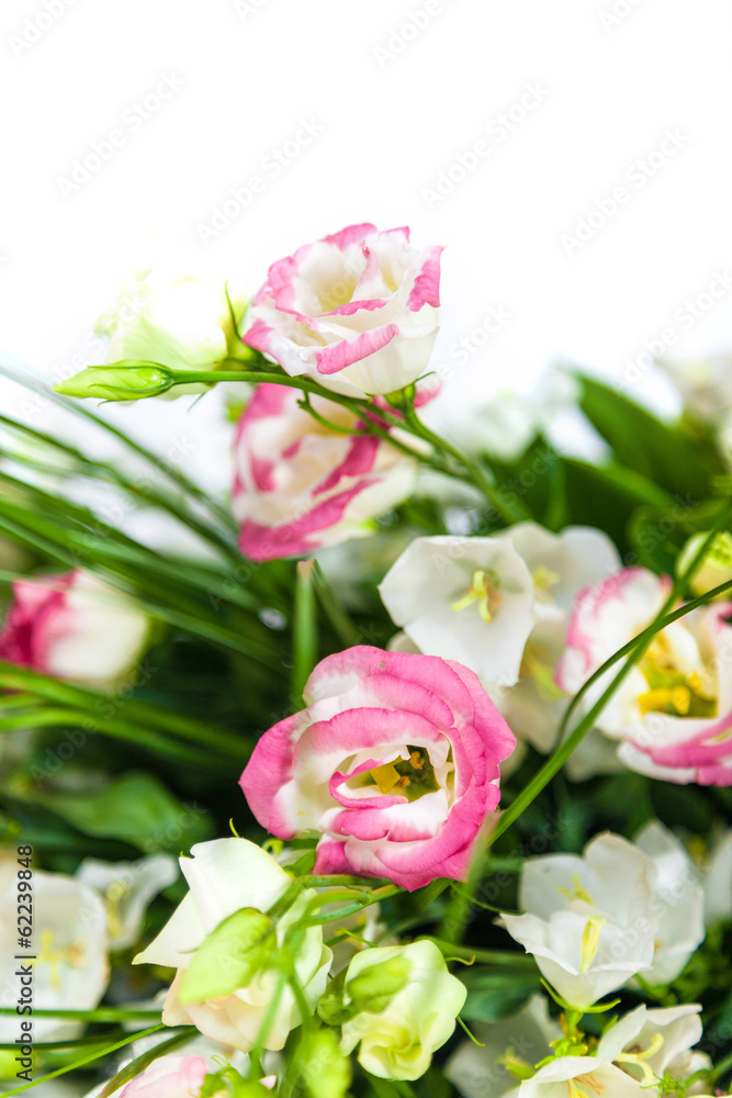 spring flowers background on white background