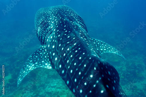 Whale Shark swimming  in crystal clear blue waters at Maldives