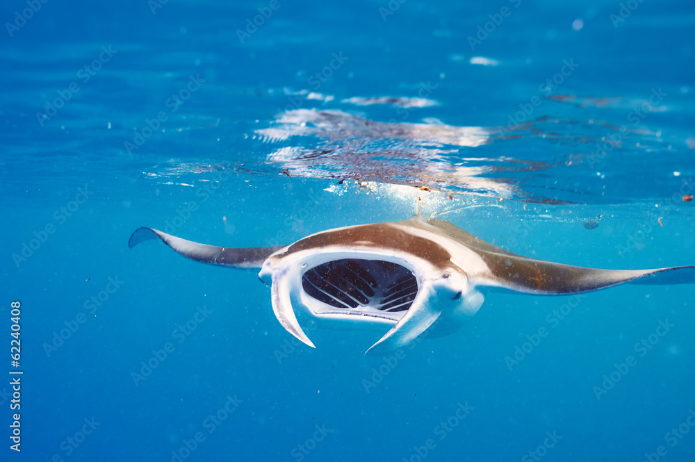 Manta ray floating underwater - obrazy, fototapety, plakaty 