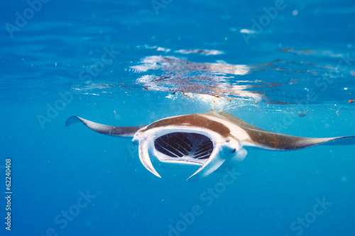 Wallpaper Mural Manta ray floating underwater