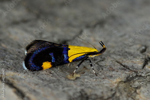 small moth Oecophora bractella photo