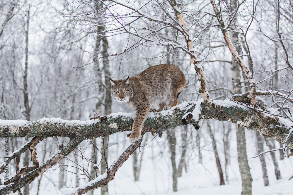 European Lynx in the snow European Lynx in the snow