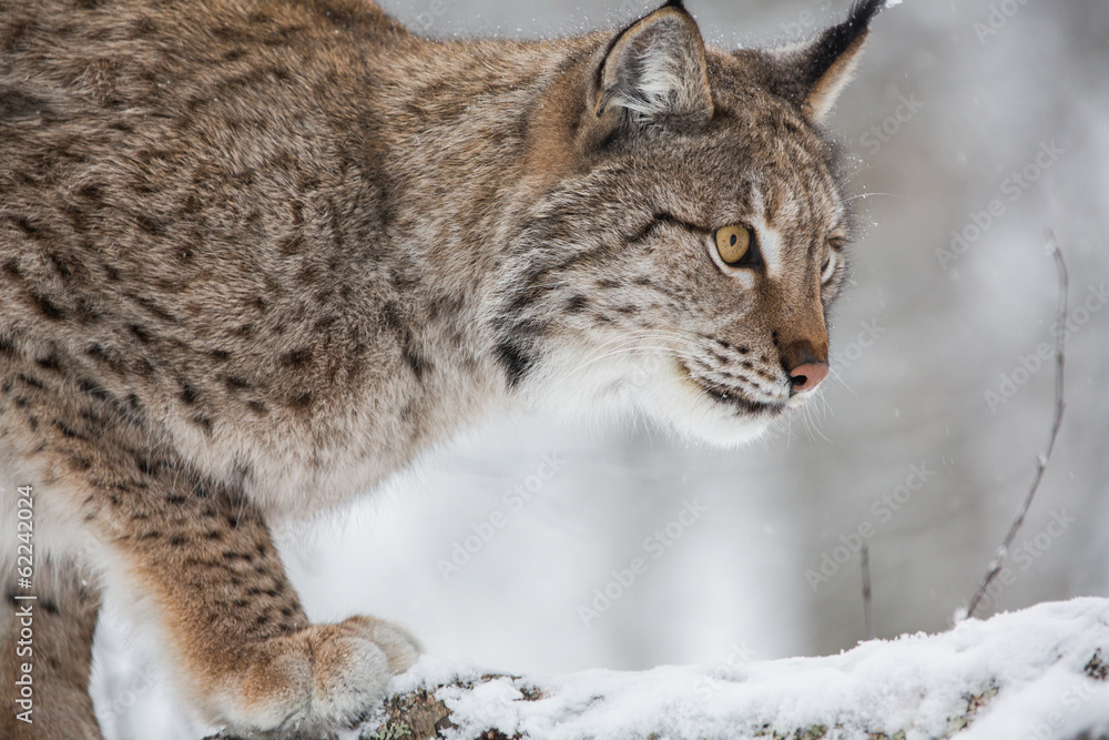 European Lynx in the snow European Lynx in the snow