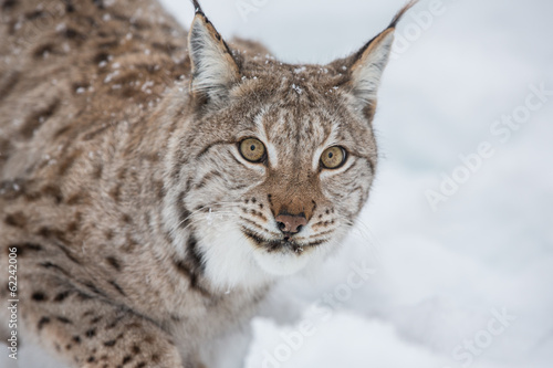European Lynx in the snow © jamenpercy