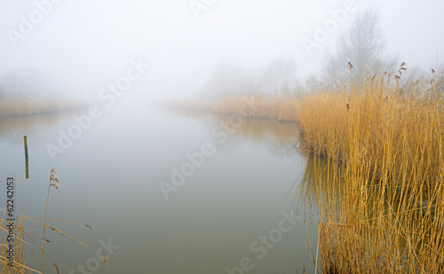 Reed bed along a lake in a foggy winter