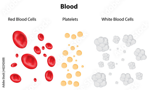 Blood Composition
