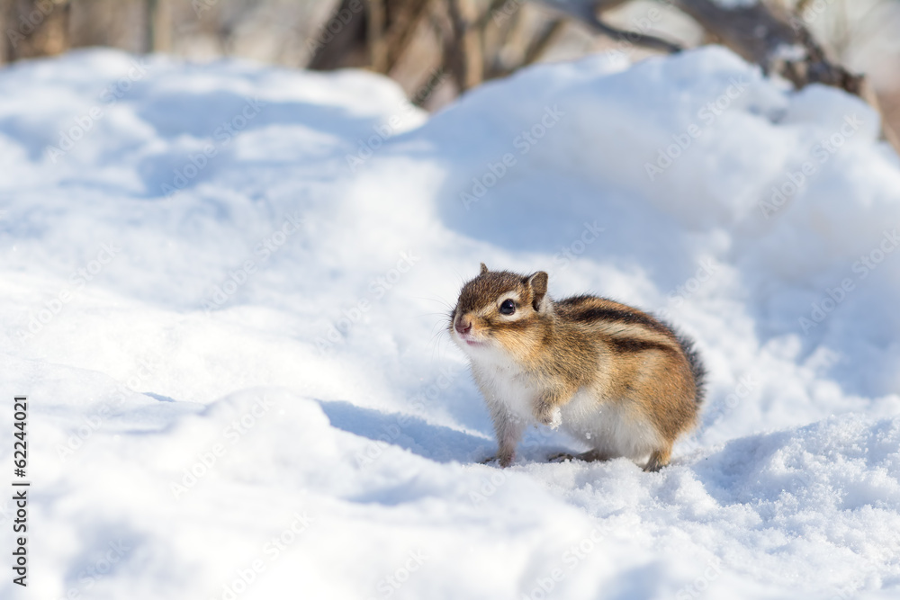Obraz premium 冬のエゾシマリス