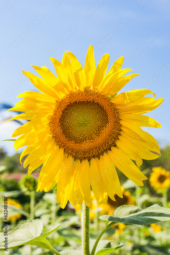 sunflower on field and blue sky sunflower on field and blue sky
