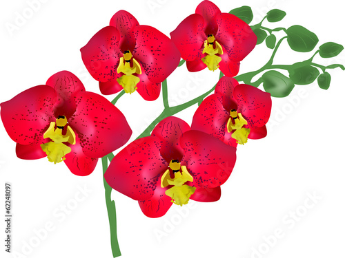 five spotted bright red orchids on branch