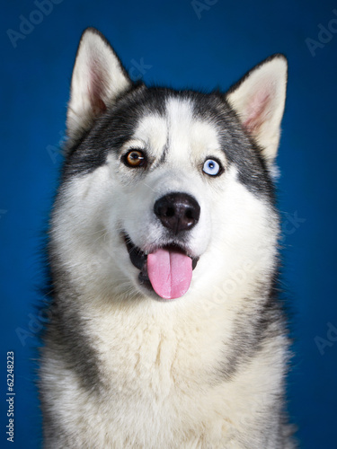 Siberian Husky dog