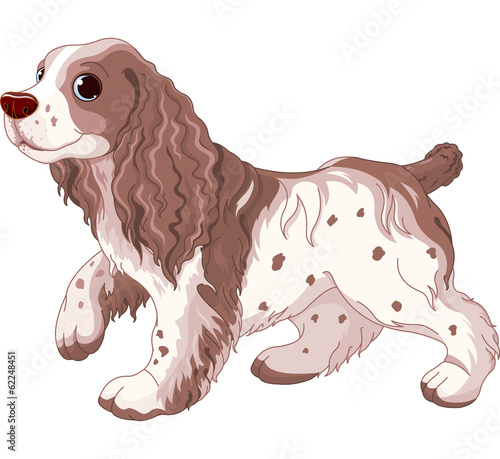 Spaniel dog