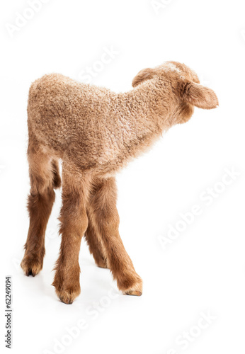 Baby lamb isolated on white background