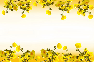 Frame  Tabebuia chrysantha flowers