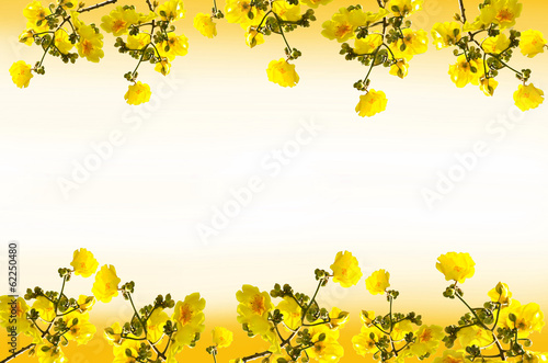 Fototapeta Naklejka Na Ścianę i Meble -  Frame  Tabebuia chrysantha flowers