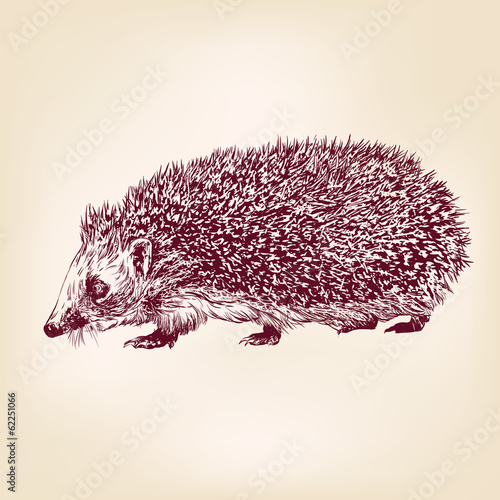 hedgehog  hand drawn vector llustration realistic sketch