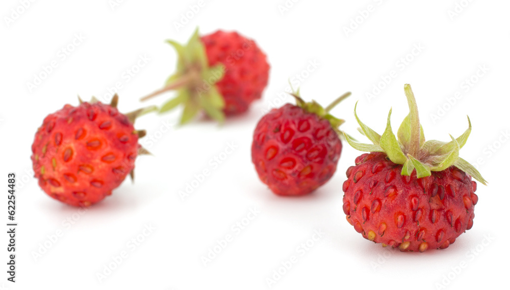 Wild strawberry isolated on white background Wild strawberry isolated on white background