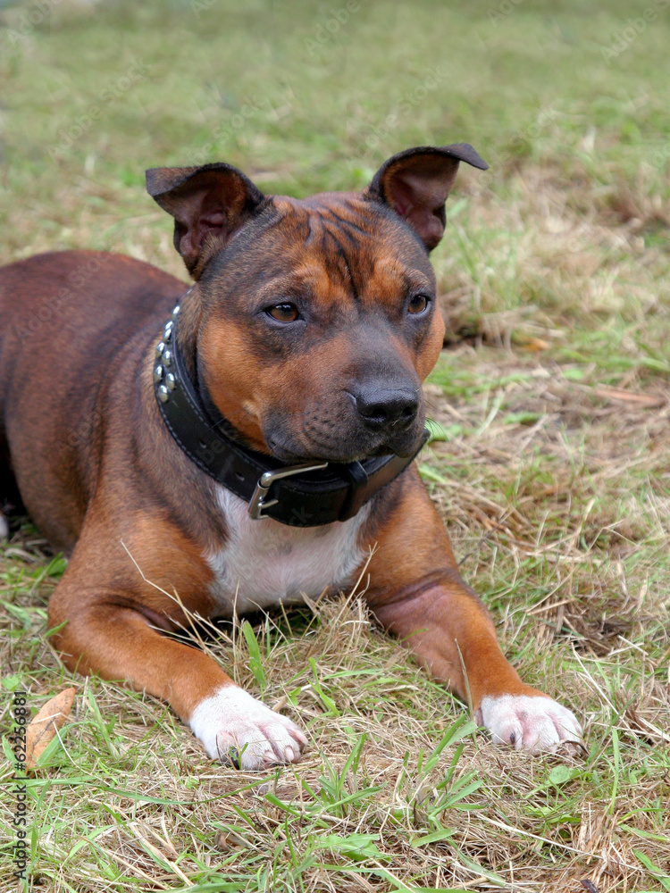 Detail of Staffordshire Bull Terrier puppy Detail of Staffordshire Bull Terrier puppy