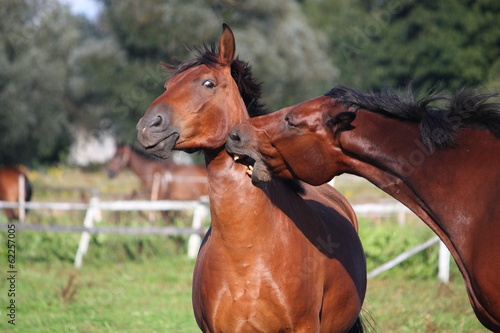 Two horses playing with each other photo