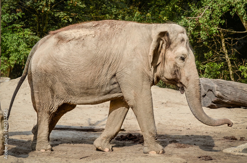 Elephant photo