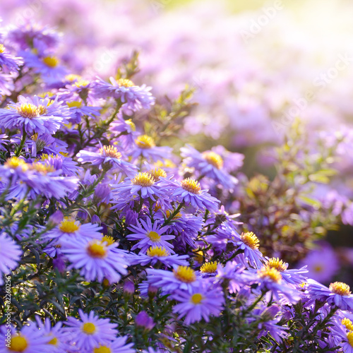 Violet Asters