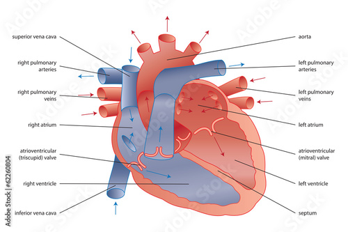 Human heart photo