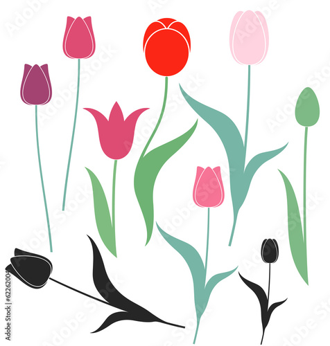 Fototapeta Naklejka Na Ścianę i Meble -  Tulip