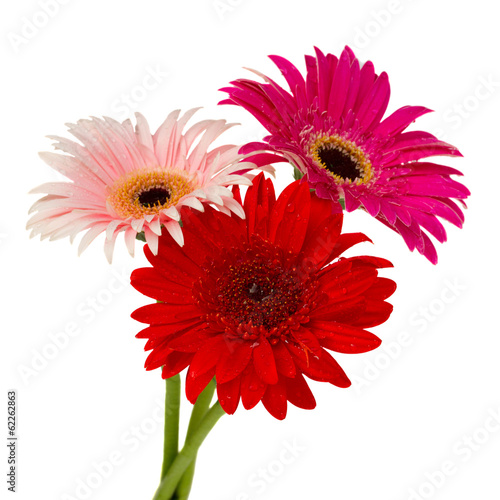 posy of gerbera flowers