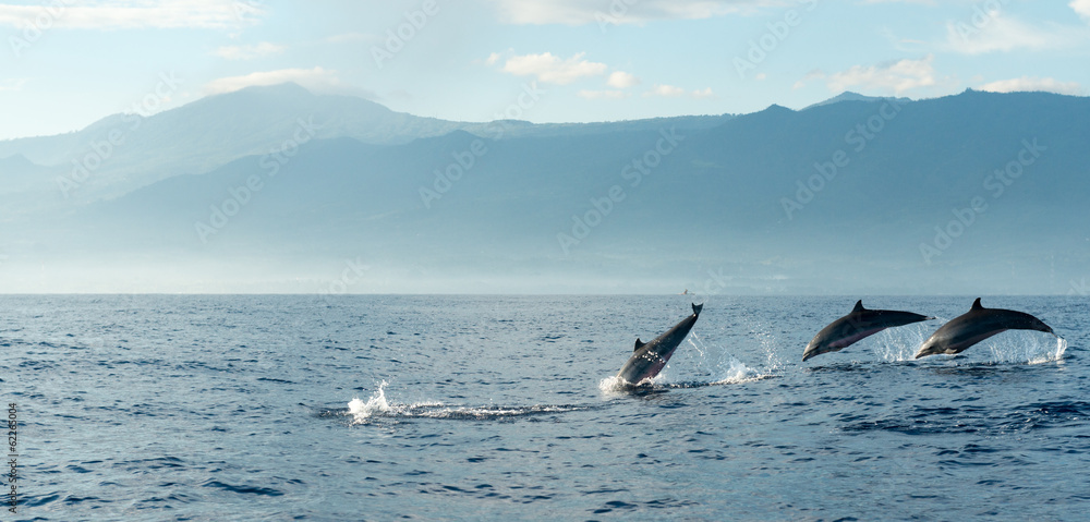 Naklejka premium Delfiny w Oceanie Spokojnym