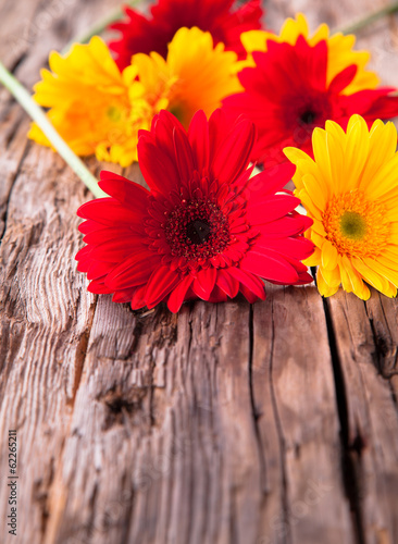 Yellow and red gerbera daisies on wooden tale. Fresh flower.