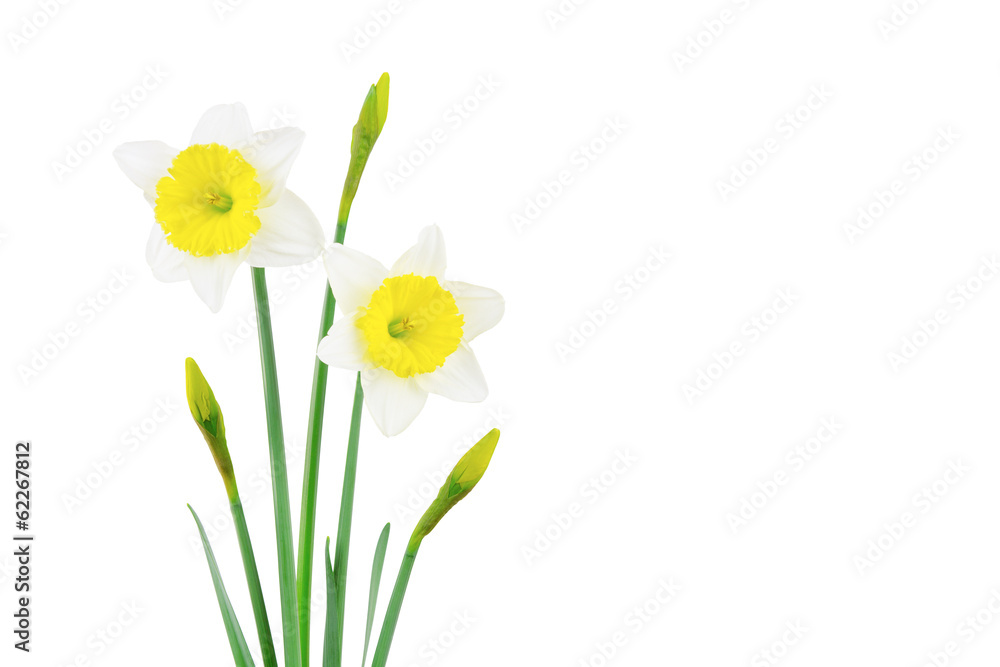 White and yellow narcissus isolated on white - obrazy, fototapety, plakaty 