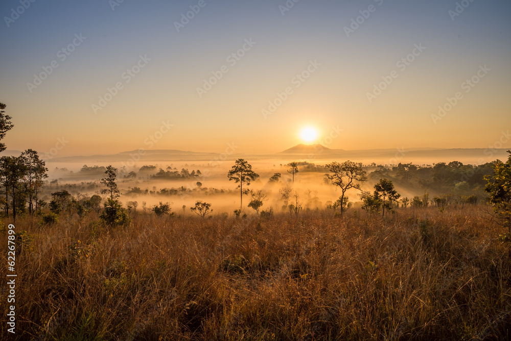 Fototapeta premium sawanna ze wschodem słońca i mgłą
