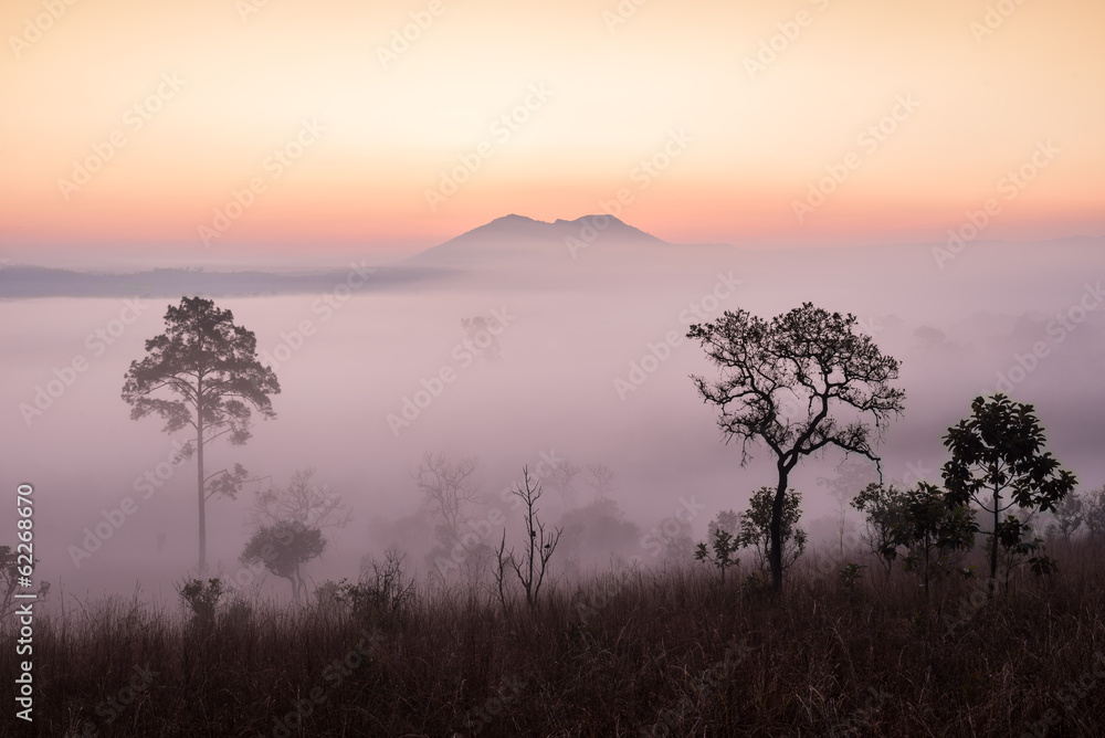  savanna with sunrise and fog