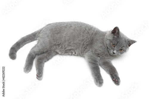 cat breed Scottish Straight isolated on a white background.