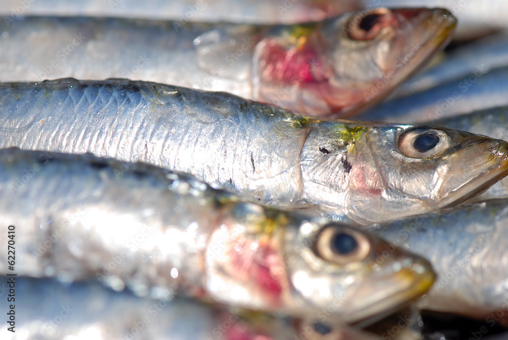 PESCADO FRESCO.