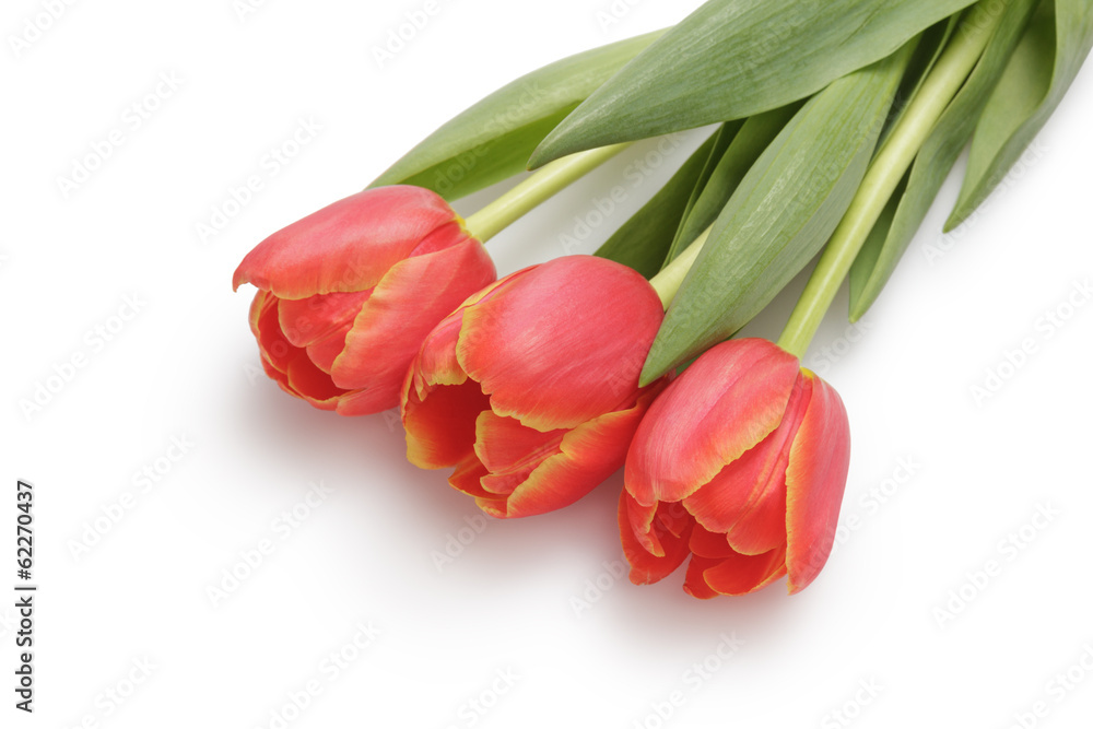 three red tulips three red tulips