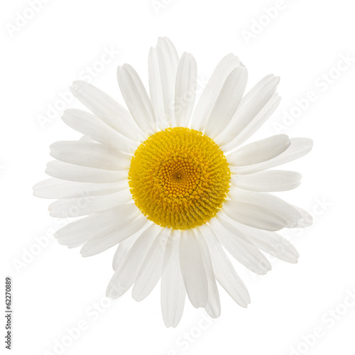 Fototapeta Naklejka Na Ścianę i Meble -  One daisy flower