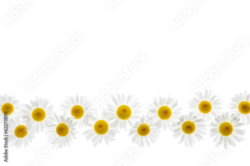 Fototapeta Naklejka Na Ścianę i Meble -  Daisy flower border