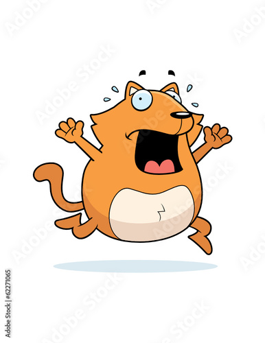 Cat Panic