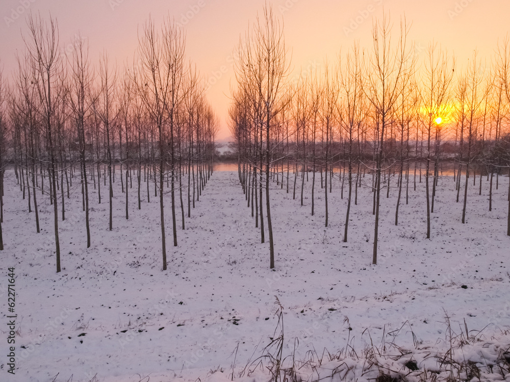 the bank of the river oglio at sunset the bank of the river oglio at sunset