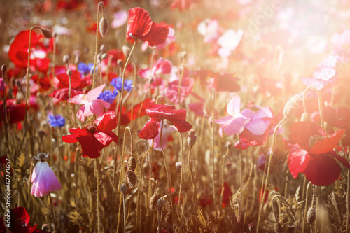 Fototapeta Naklejka Na Ścianę i Meble -  Poppies in sunshine