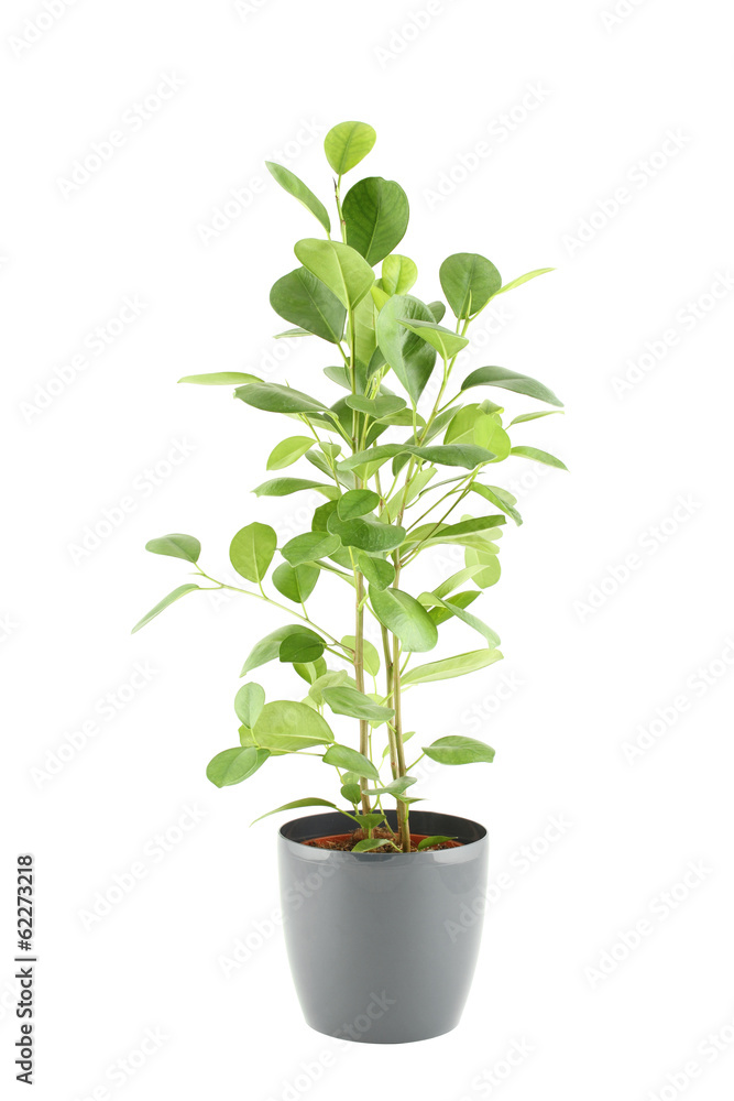 Fototapeta premium Ficus tree