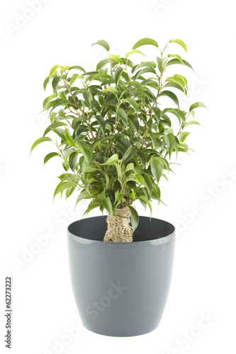 Ficus tree