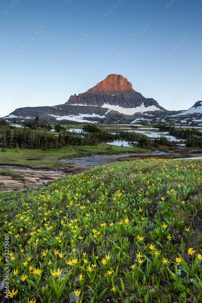 Fototapeta premium Glacier National park - Reynolds Mountain over wildflower field
