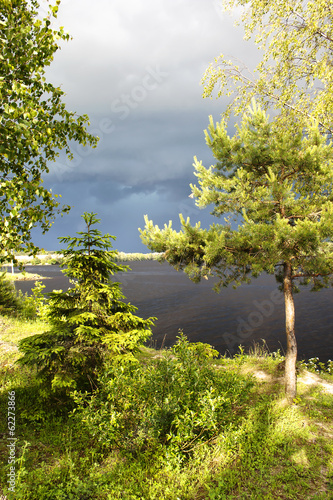 In the young forest ashore lake before a summer thunderstorm