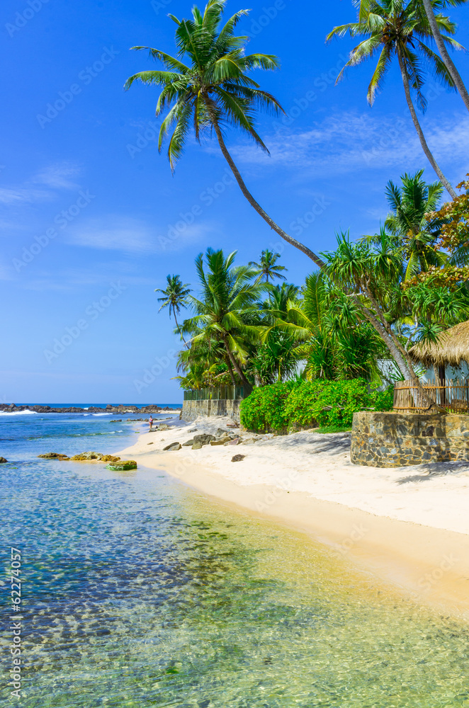 Fototapeta premium Fantastic palm tree over tropical beach