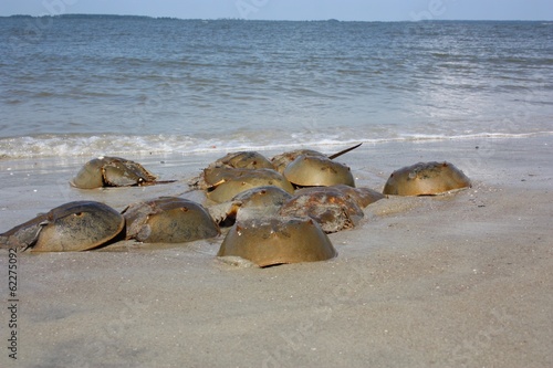 Mating Horseshoe crabs